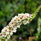 50 WEDDING CANDLES VERBASCUM Chaixii Album Mullein White Purple Flower Seeds