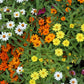 250 Mixed Colors CLASSIC ZINNIA Linearis Angustifolia Narrow Leaf Creeping Mexican Flower Seeds