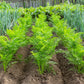 300 BLACK NEBULA CARROT Daucus Carota Root Vegetable Seeds