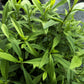 100 TARRAGON -  Kitchen / Common / Dragons Wort - Artemisia Dracunculus Flower Culinary Herb Seeds
