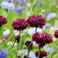 25 Black Garnet BACHELOR'S BUTTON / CORNFLOWER Centaurea Cyanus Flower Seeds