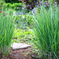 1000 SWITCHGRASS Tall Panic Switch Grass Panicum Virgatum Red Flower Seeds
