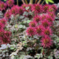 20 NEW ZEALAND BURRS Scarlet Piripiri Acaena Microphylla Flower Ground Cover Seeds