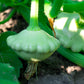 20 Green Tint BUSH SCALLOP SQUASH (Patty Pan / Paty Pan / Squanter Squash) Summer Cucurbita Pepo Vegetable Seeds