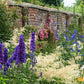 50 BLACK KNIGHT DELPHINIUM Elatum Cultorum Pacific Giant Larkspur Perennial Flower Seeds