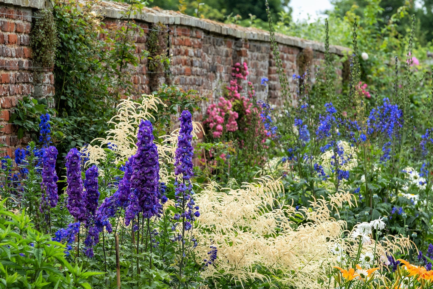 50 BLACK KNIGHT DELPHINIUM Elatum Cultorum Pacific Giant Larkspur Perennial Flower Seeds