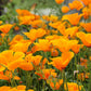 1000 ORANGE CALIFORNIA POPPY Eschscholzia Californica Flower Seeds