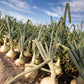 250 Sweet WALLA WALLA ONION Allium Cepa Vegetable Seeds
