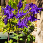 100 PURPLE COLUMBINE Aquilegia Vulgaris Flower Seeds