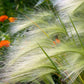 40 SQUIRREL TAIL Barley GRASS (Foxtail Barley) Hordeum Jubatum Ornamental Seeds