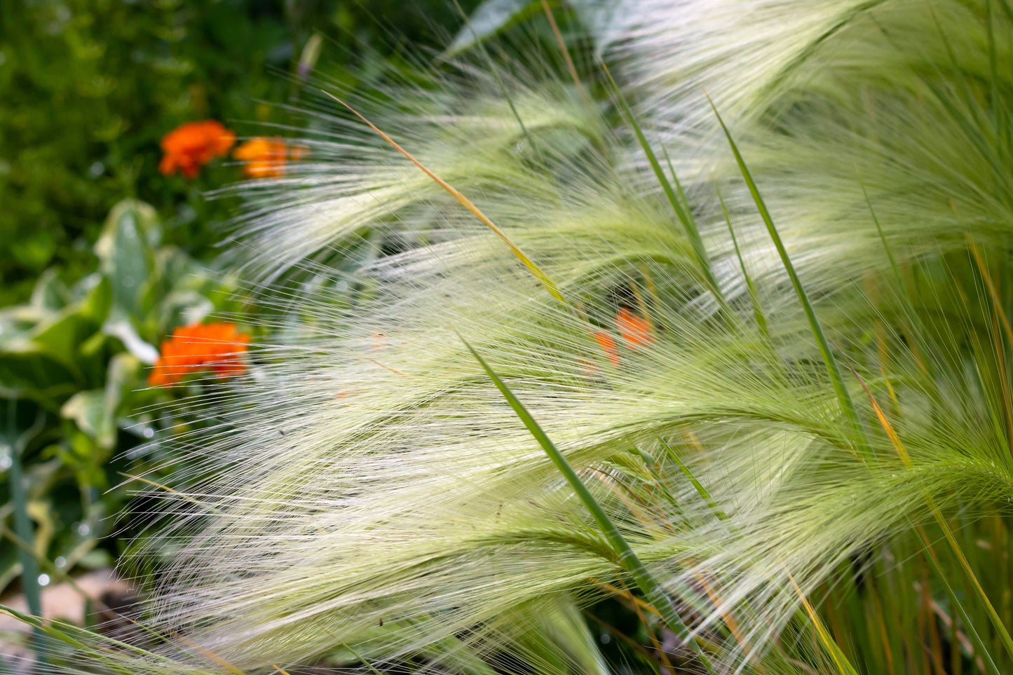 40 SQUIRREL TAIL Barley GRASS (Foxtail Barley) Hordeum Jubatum Ornamental Seeds