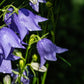 500 TELHAM BEAUTY BELLFLOWER Blue Peach Leaved Campanula Persicifolia Flower Seeds