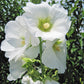 25 WHITE HOLLYHOCK Alcea Rosea Flower Seeds Perennial