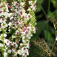100 WHITE BLUSH VERBASCUM Blattaria Albiflorum Moth Mullein Flower Seeds