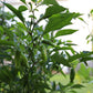 50 GREEK GOLDEN PEPPER Pepperoncini Gold Yellow Capsicum Annuum Vegetable Seeds