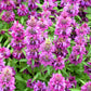 25 BEE BALM MIX Lemon Hummingbird Mint Monarda Didyma Mixed Colors Scarlet, Red, Pink, Purple, Spotted, & Salmon Flower Seeds