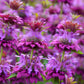 2000 BEE BALM Lemon MINT Monarda Citriodora Herb Purple Flower Seeds