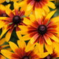 4000 Indian Summer GLORIOSA DAISY Rudbeckia Hirta Red Yellow Brown Flower Seeds