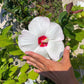25 Luna WHITE HARDY HIBISCUS Hibiscus Moscheutos Flower Seeds