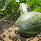 50 PIEL de SAPO MELON Santa Claus Christmas Melon Green Yellow Cucumis Melo Fruit Seeds