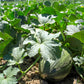 50 PIEL de SAPO MELON Santa Claus Christmas Melon Green Yellow Cucumis Melo Fruit Seeds