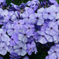100 Mixed Colors DRUMMOND PHLOX MIX Pink, Red, White, Purple Phlox Drummondii Flower Seeds