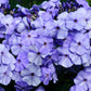 250 Dwarf BEAUTY BLUE PHLOX Drummondii Nana Compacta Fragrant Violet Blue Flower Seeds