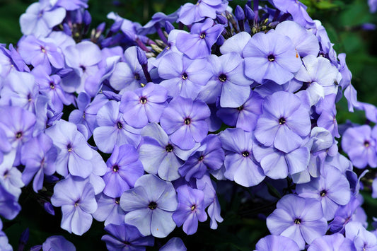 250 Dwarf BEAUTY BLUE PHLOX Drummondii Nana Compacta Fragrant Violet Blue Flower Seeds