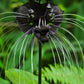 5 BLACK BAT FLOWER ( Cats Whiskers / Devil Flower ) Tacca Chantrieri Flower Seeds