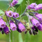 10 TRUE COMFREY Comphrey Symphytum Officinale Herb Seeds Purple Flowers