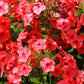 100 Mixed Colors DRUMMOND PHLOX MIX Pink, Red, White, Purple Phlox Drummondii Flower Seeds