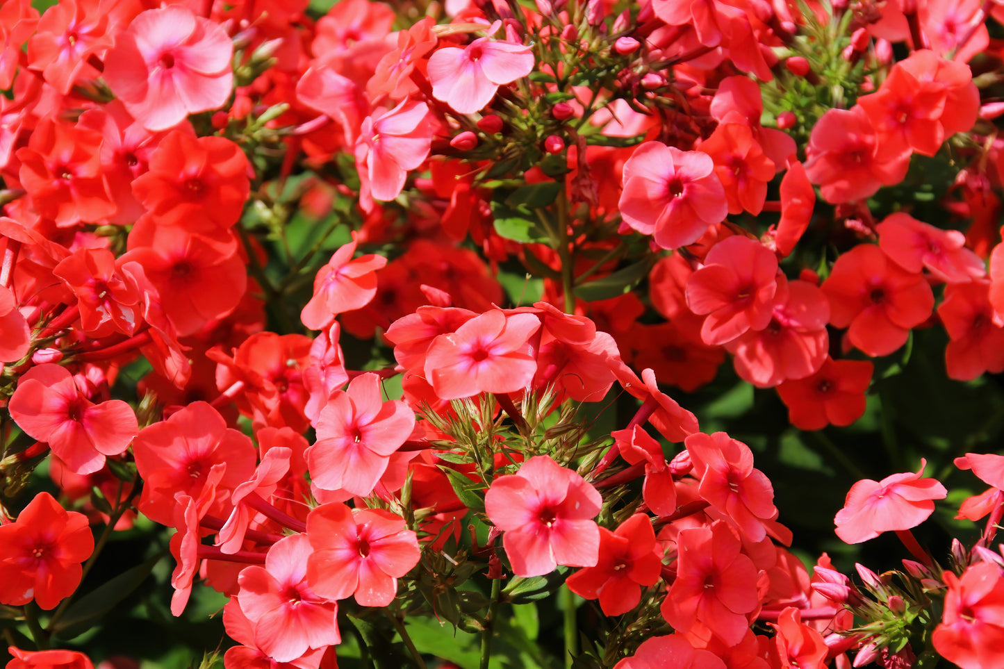 100 Mixed Colors DRUMMOND PHLOX MIX Pink, Red, White, Purple Phlox Drummondii Flower Seeds