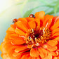 250 ORANGE KING ZINNIA Elegans Flower Seeds