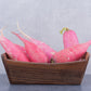 100 CHINA ROSE RADISH (Chinese Winter Radish) Raphanus Sativus Vegetable Seeds