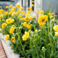 10 Yellow Lady Stratheden GEUM Chiloense Flower Seeds