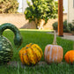 15 GOOSENECK / Bottle / SWAN GOURD Lagenaria Siceraria Vine Seeds
