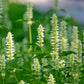 500 GIANT YELLOW HYSSOP Agastache Nepetoides Herb Flower Seeds