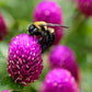 50 GLOBE AMARANTH MIX Gomphrena Globosa Mixed Colors Amaranthus Flower Seeds