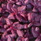 500 MIDNIGHT RED AMARANTHUS Cruentus Amaranth Flower Leaf Vegetable Seeds