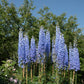 350 Blue with Pink ROCKET LARKSPUR DELPHINIUM Consolida Ajacis Seeds