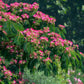 25 MIMOSA / Persian SILK TREE Albizia Julibrissin Seeds