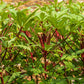 150 RED BURGUNDY OKRA Abelmoschus Esculentus Vegetable Seeds