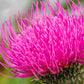 100 ORGANIC Blessed MILK THISTLE Silybum Marianum Hummingbird Purple Flower Seeds