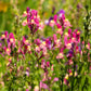 2000 Mixed MOROCCAN TOADFLAX / SNAPDRAGON Linaria Maroccana Flower Seeds