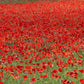 250 Red LONG POD POPPY Papaver Dubium Long Headed Blindeyes Flower Seeds