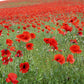 250 Red LONG POD POPPY Papaver Dubium Long Headed Blindeyes Flower Seeds
