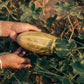 50 BANANA MELON Fruit Cucumis Melo Seeds