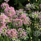 100 PRAIRIE ALLIUM Stellatum Prairie Onion Pink Flower Seeds