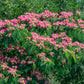 25 MIMOSA / Persian SILK TREE Albizia Julibrissin Seeds