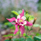 50 ROSE STAR COLUMBINE Aquilegia Caerulea Bicolor Rose Pink & White Flower Seeds